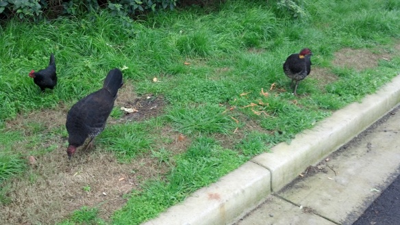 One hen and two Brush Turkeys. 