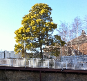 Spring is in the air - an Australian Wattle in full bloom